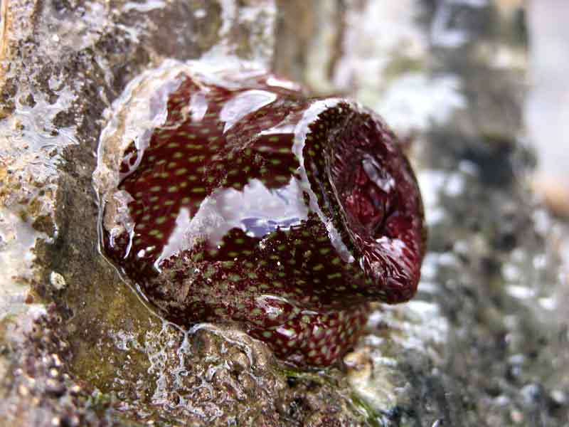 Image: Contracted Actinia fragacea above water.