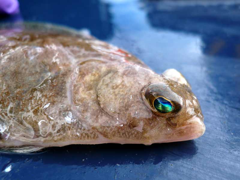 Closeup of the head of Limanda limanda.