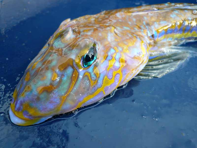 Head of the Dragonet Callionymus lyra out of water.