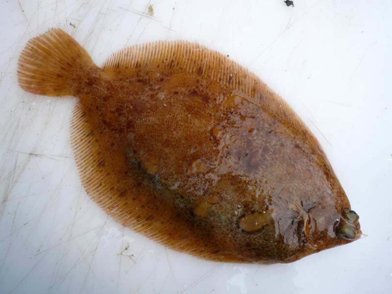 Freshly-caught Lemon Sole Microstomus kitt out of water.