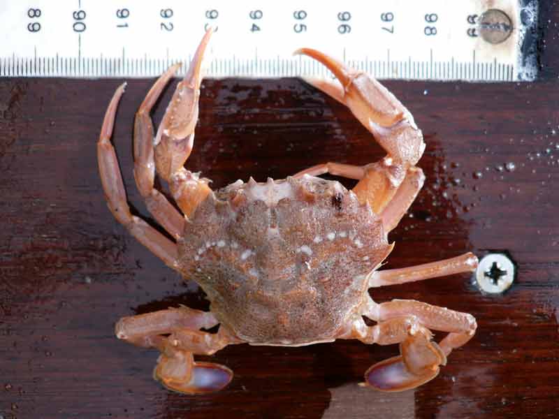 Image: Liocarcinus depurator out of water.