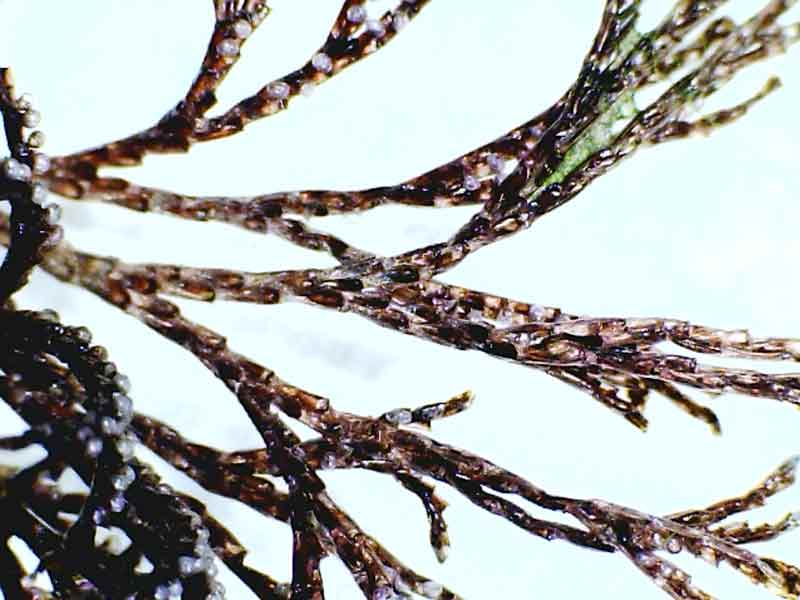 Image: Closeup of the invasive bryozoan Bugula neritina.