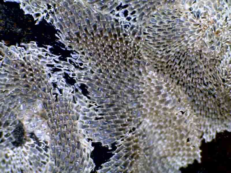 Close-up of colony of Membranipora membranacea.