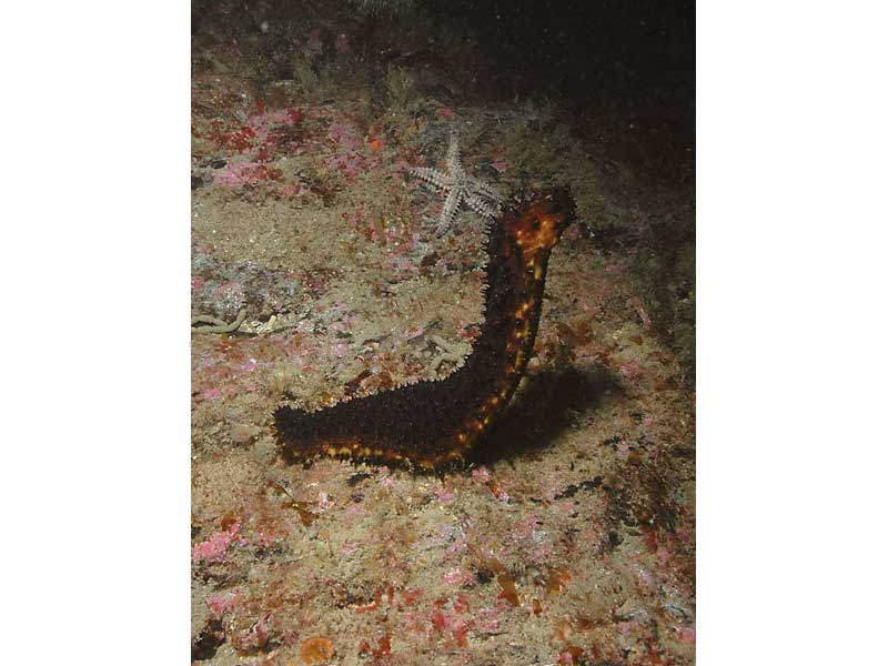 Holothuria (Panningothuria) forskali spawning at the Blackstone, Plymouth.