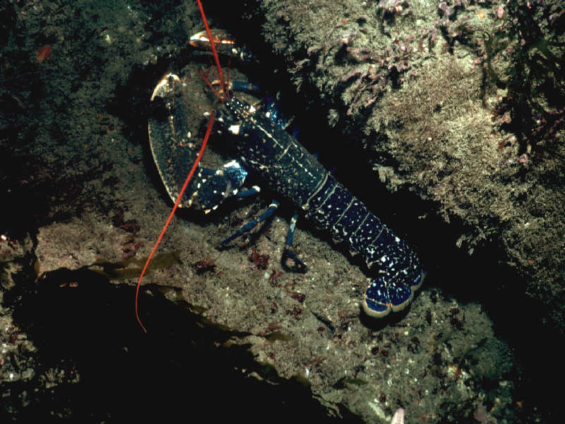 Homarus gammarus, dorsal view.