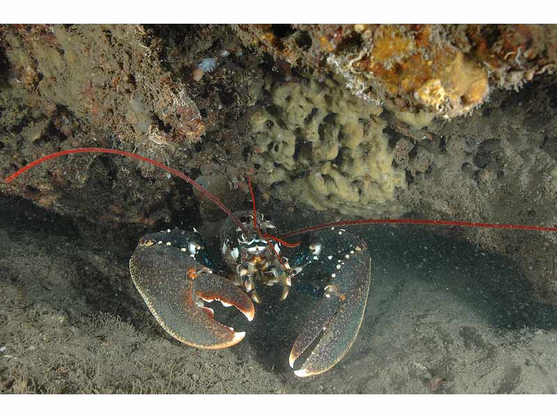 Homarus gammarus at Firestone Bay, Plymouth Sound.