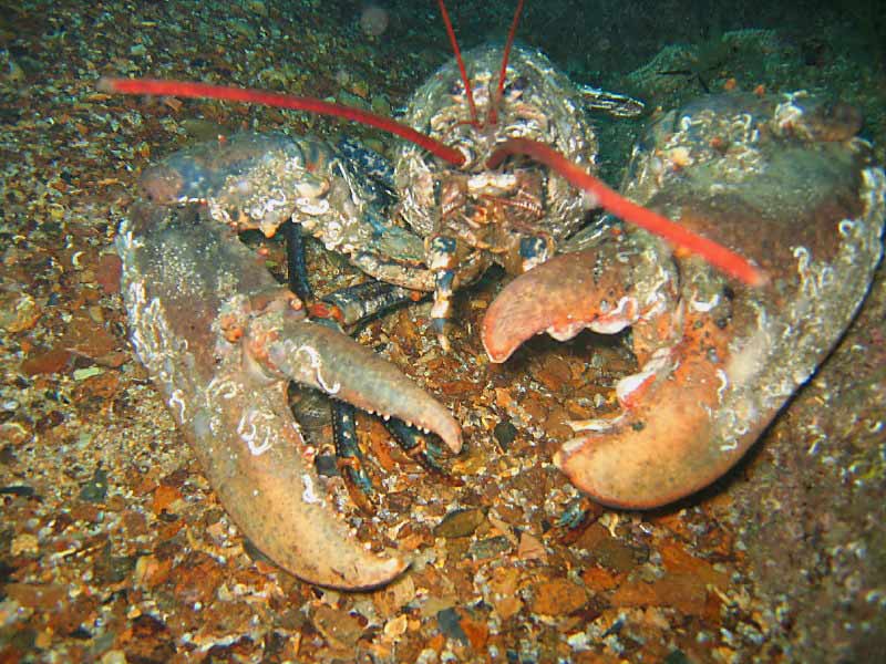 Homarus gammarus at the Manacles, southwest Cornwall.