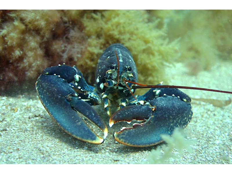 Homarus gammarus in the Channel Isles.