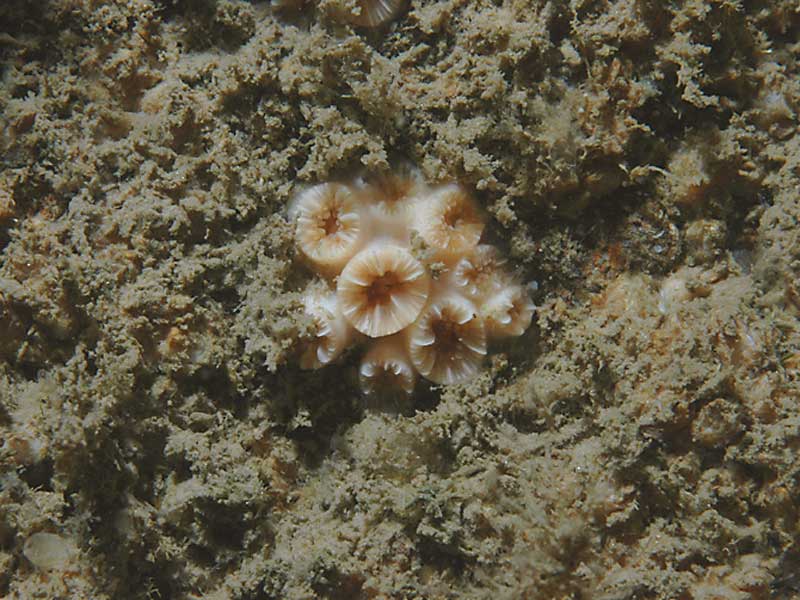 Colony Hoplangia durotrix on the Wreck of the Rosehill at 24 meters depth below chart datum.