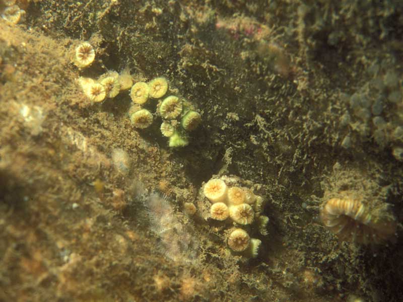 Image: Colonies of the Weymouth carpet coral Hoplangia durotrix in a gulley, Southampton.