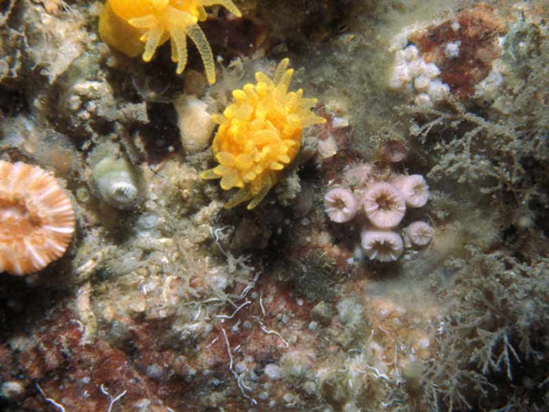 Hoplangia durotrix with cup corals at Lundy.