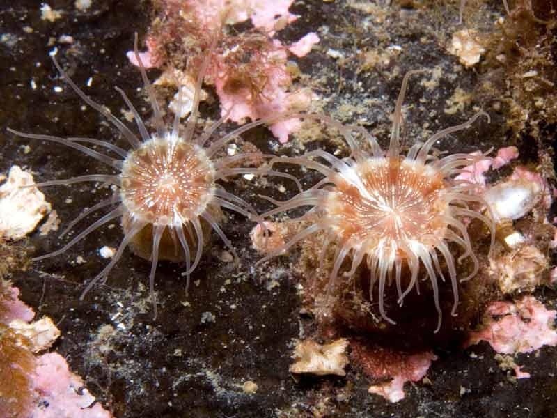 Pair of Hormathia coronata individuals on a mixed substratum.