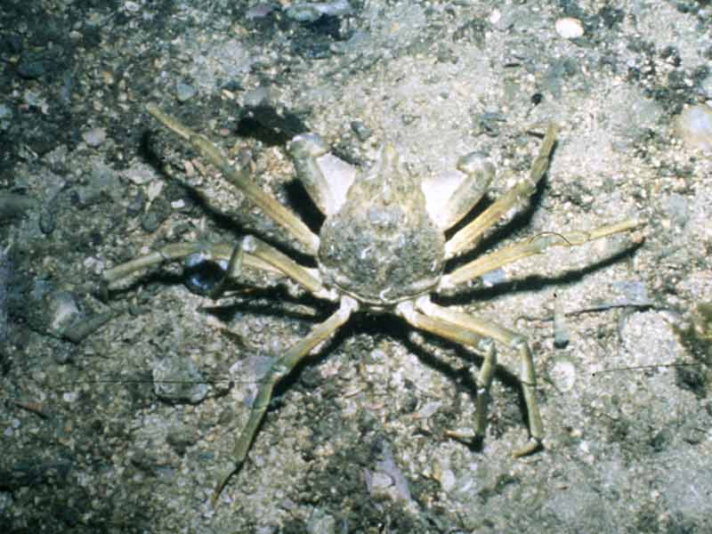 Dorsal view of Hyas araneus.