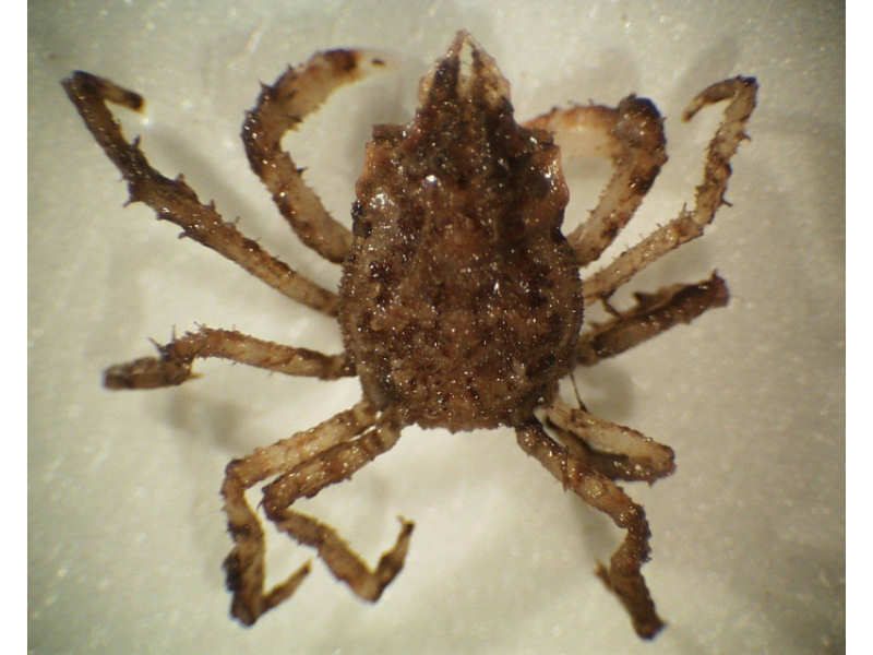 Hyas coarctatus specimen 18 mm long.