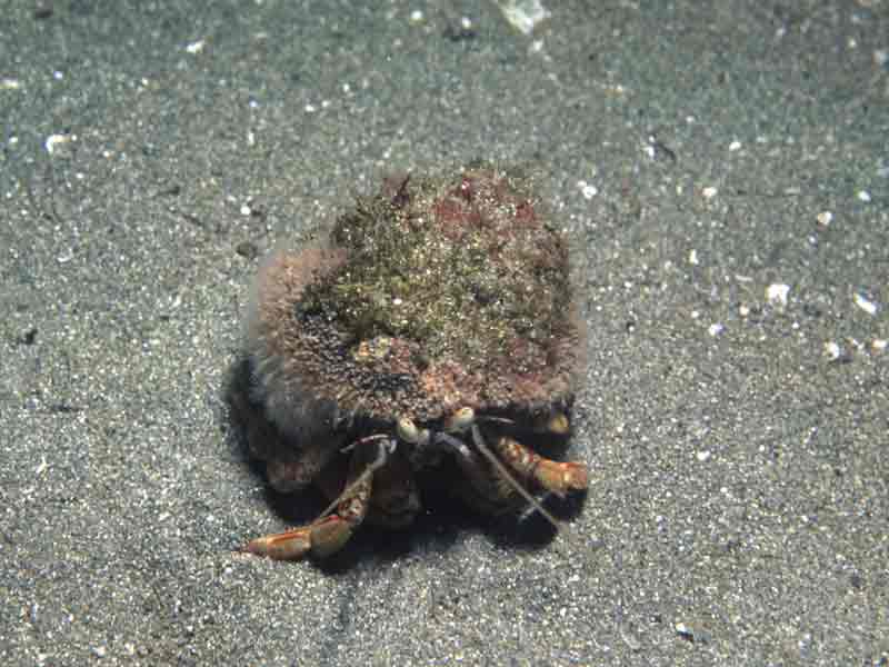 Image: Hydractinia echinata on the carapace of a hermit crab.