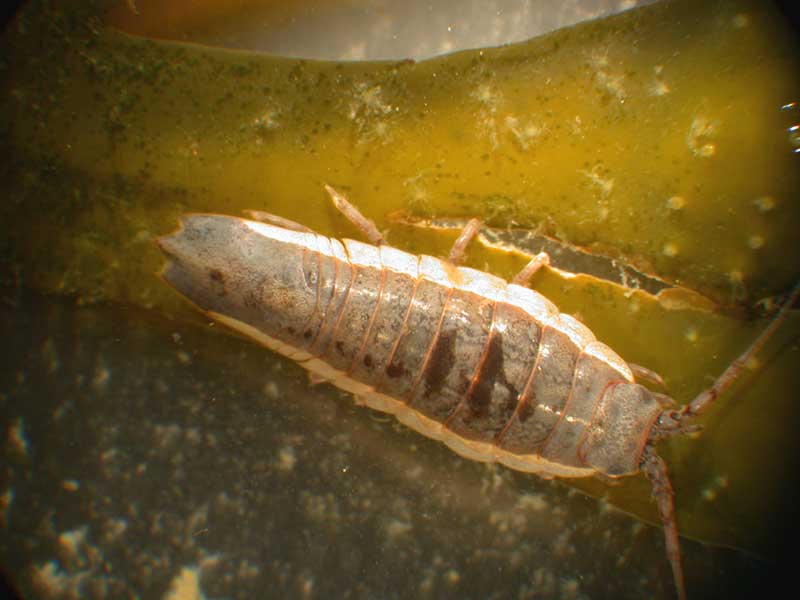 Idotea balthica.
