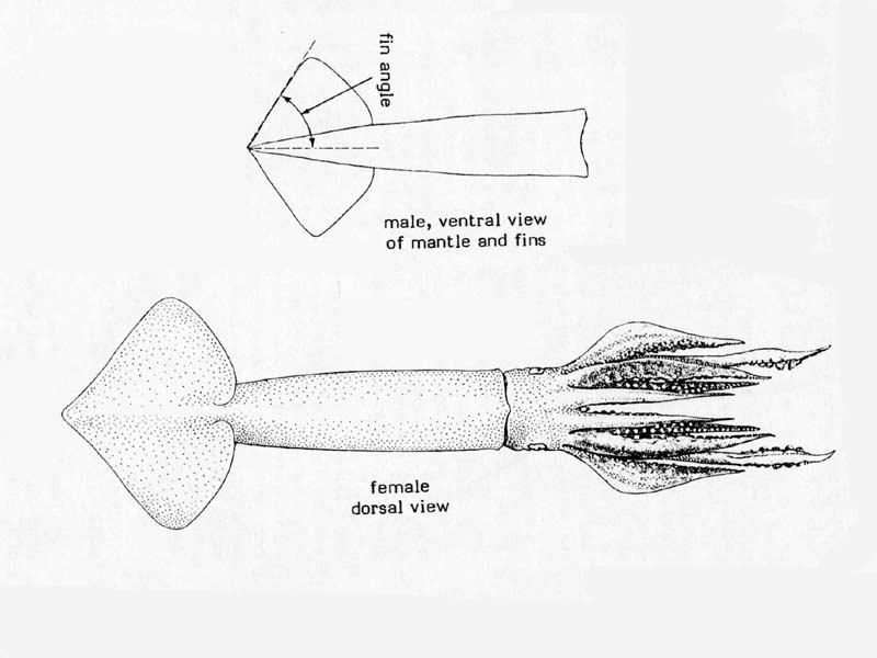 Line drawing of Illex coindetii.