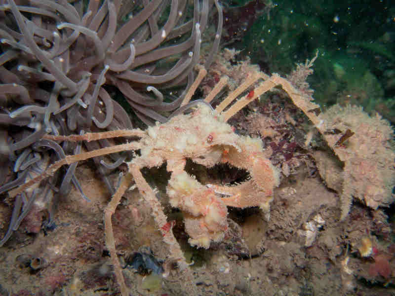 Inachus dorsettensis in front of snakelocks anenome.