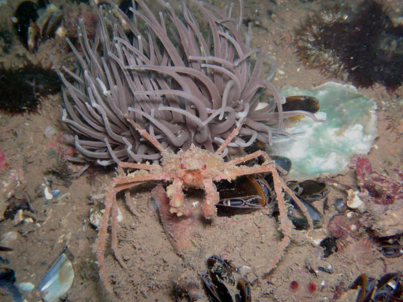 Image: Inachus dorsettensis in front of snakelocks anenome.