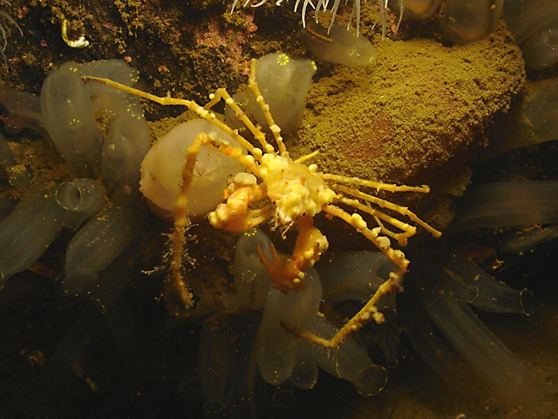 Inachus phalangium on the west coast of Scotland.