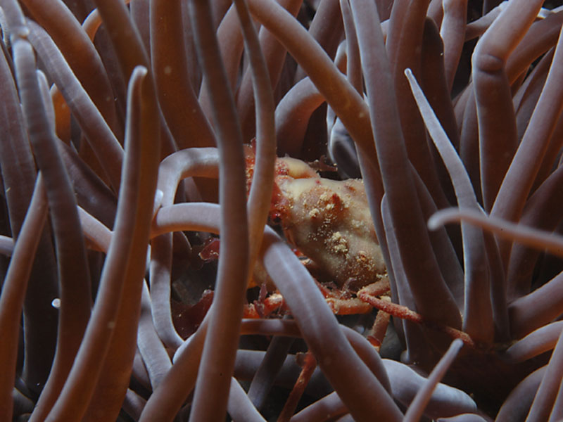 Inachus phalangium amongst Anemonia viridis tentacles at Bovisand, Plymouth.