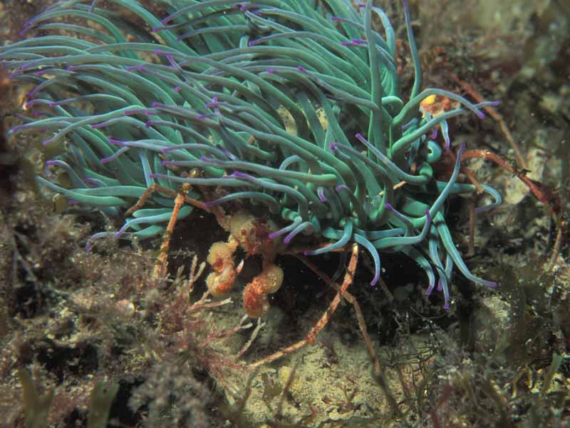 Inachus phalangium sheltering under an anemone.