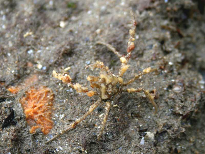 Inachus phalangium on a boulder.