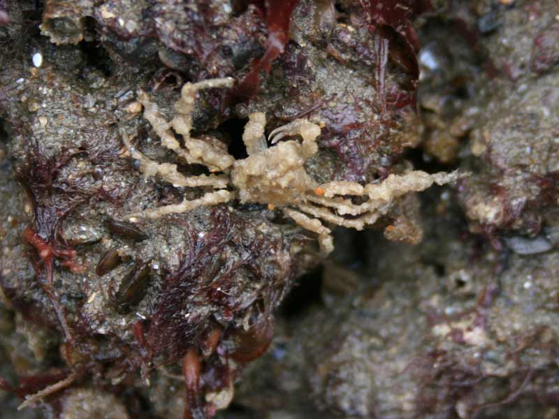 Inachus phalangium on a rocky shore.