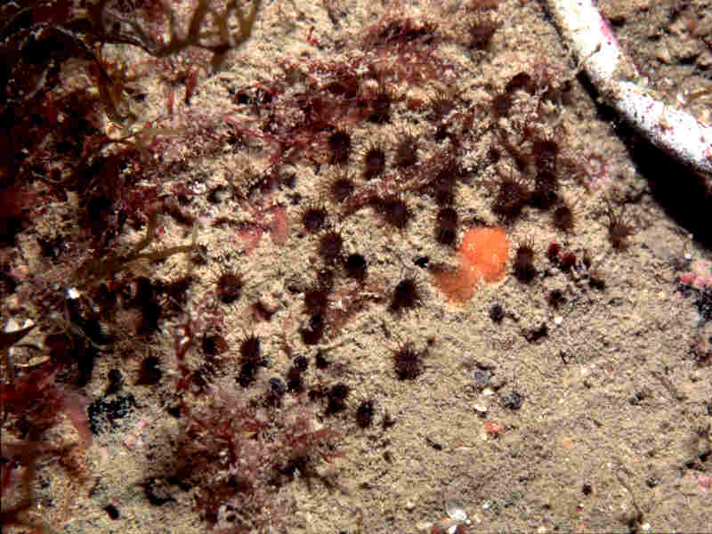 Image: Isozoanthus sulcatus colony in typical habitat of silty rock.