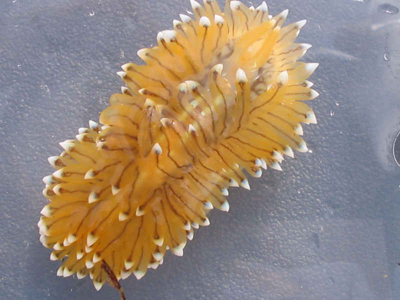 Image: Antiopella cristata.