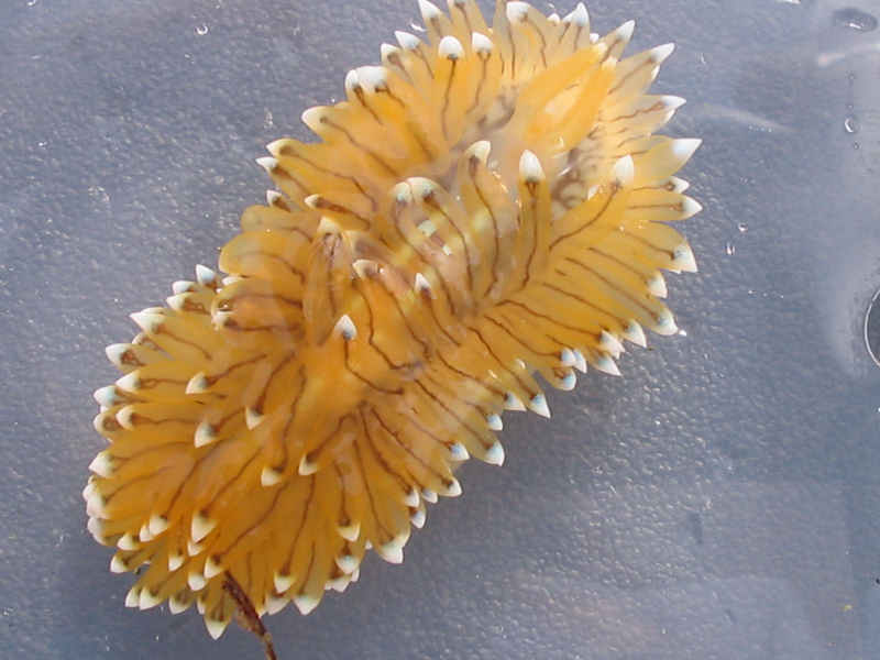 Antiopella cristata.