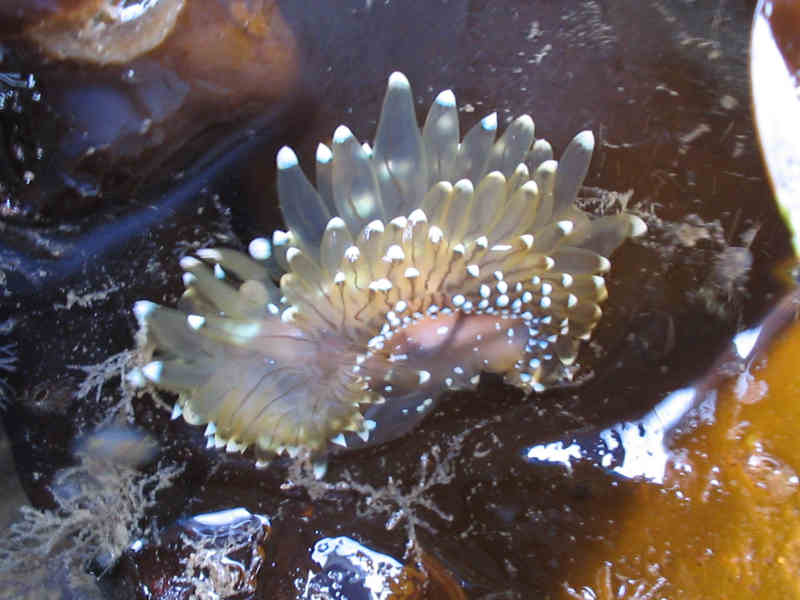 Antiopella cristata on a pontoon.