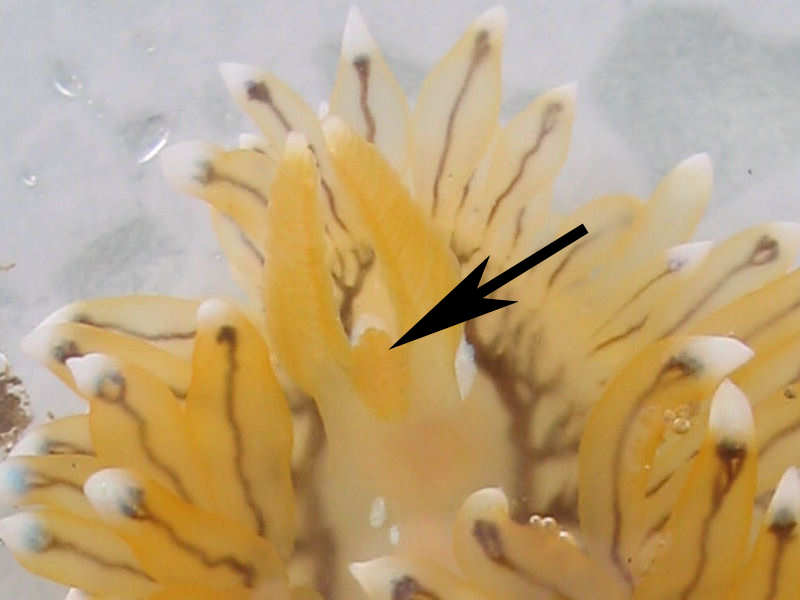 Close up of Antiopella cristata coruncle.