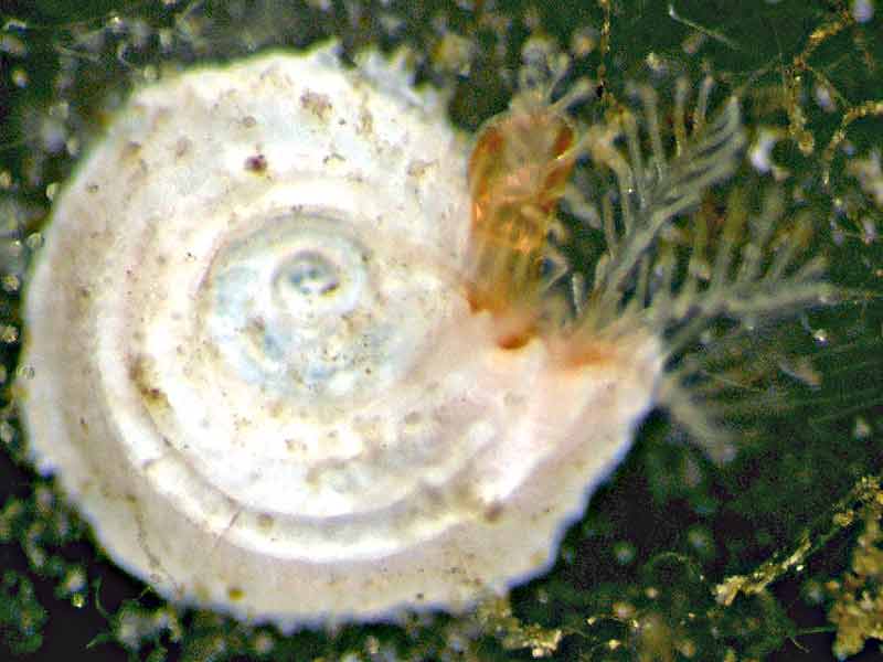 Janua heterostropha.