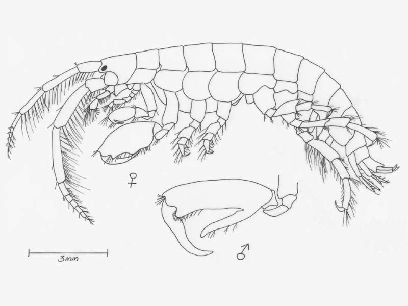 Jassa falcata redrawn after Sars, 1890.