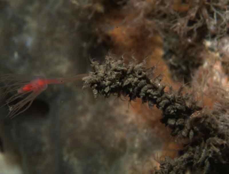 Tubes and emergent Jassa falcata on a Tubularia indivisa stalk.