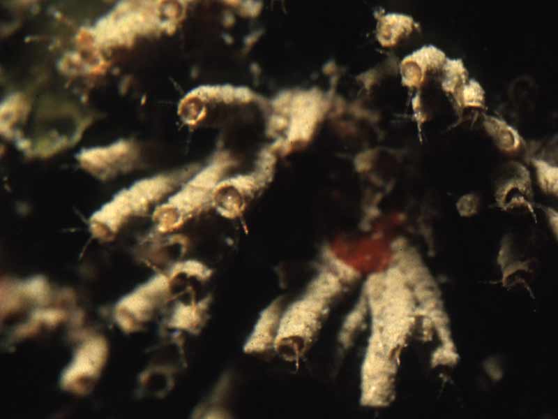 Image: Close up of tubes and the jassid amphipods in them.