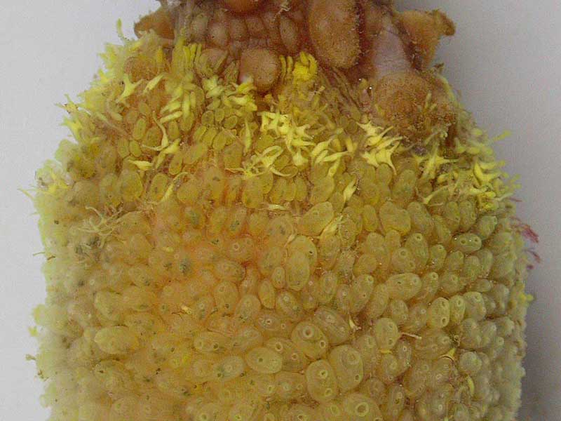 Image: Perophora japonica on Styela clava