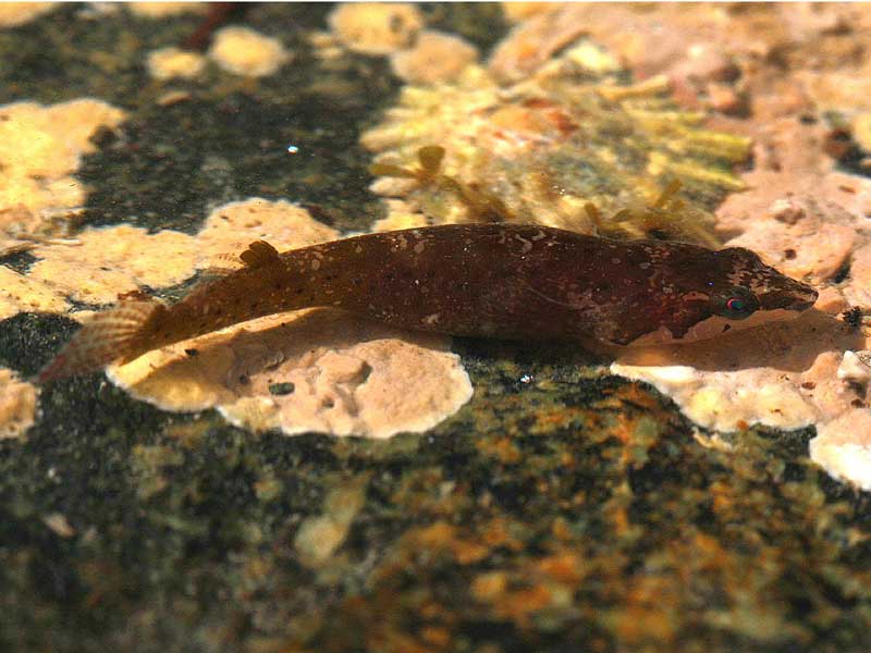 A small-headed clingfish resting on a rock.