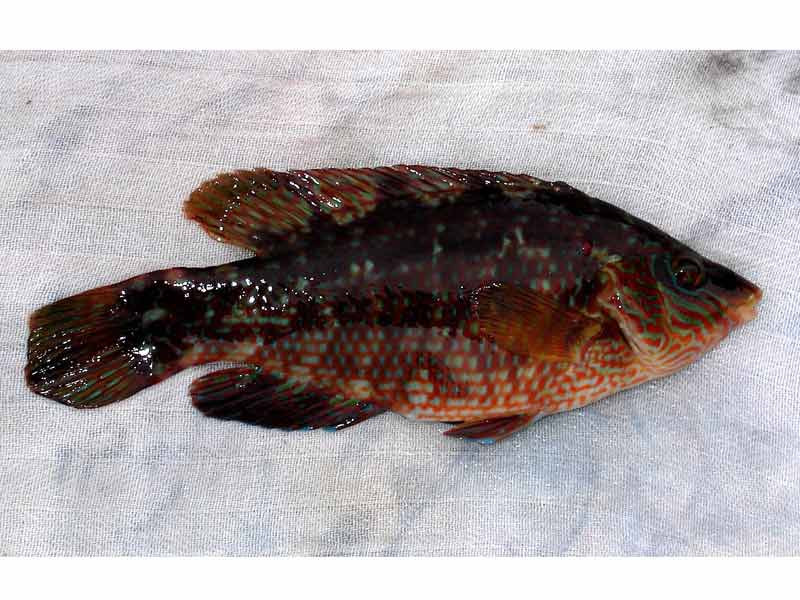 A corkwing wrasse out of water