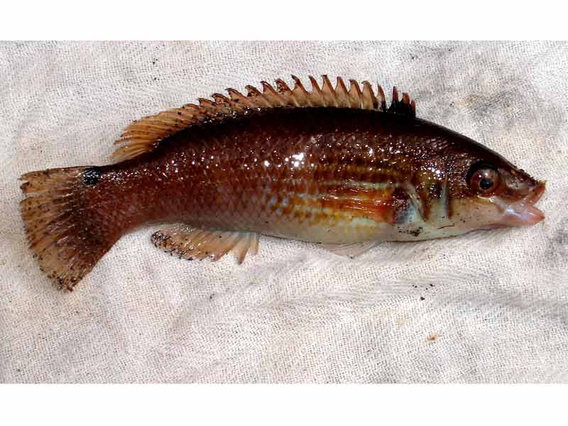 Ctenolabrus rupestris caught from Newlyn pier