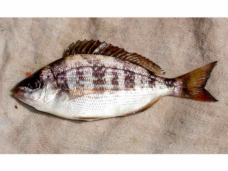 Black cheap sea bream