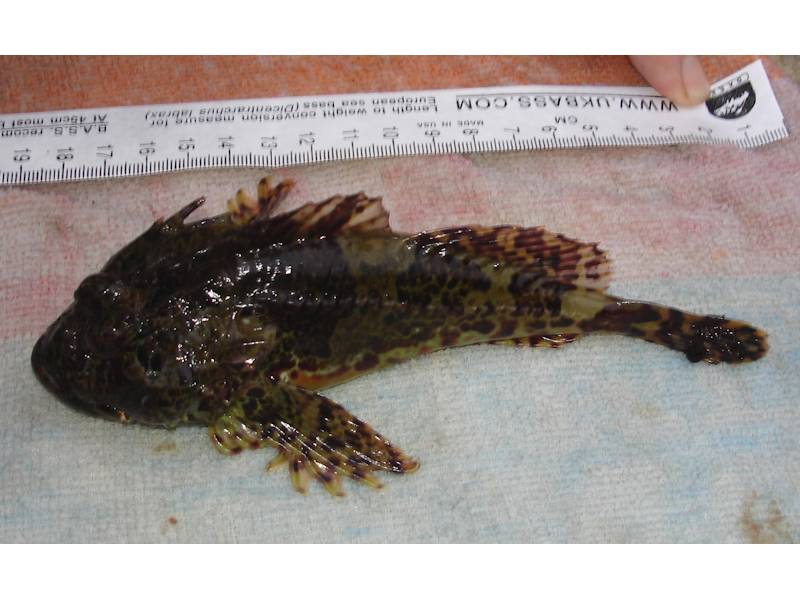 Taurulus bubalis (Long-spined sea scorpion)