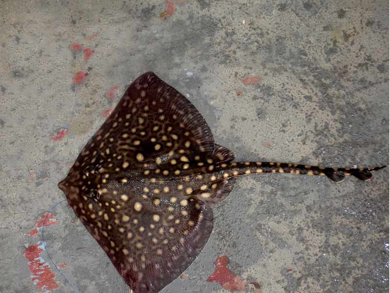 A thornback ray, caught then released.
