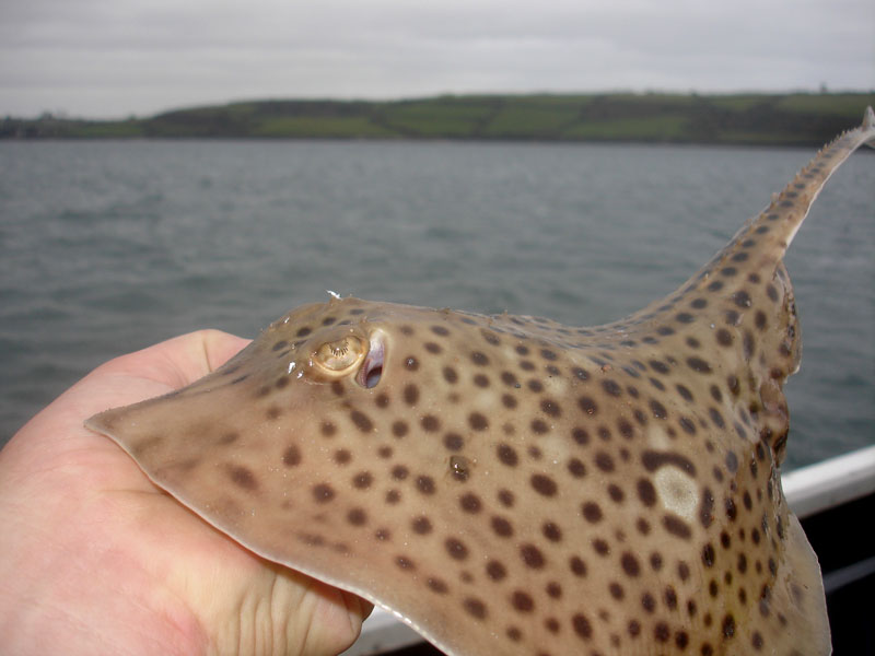 A spotted ray