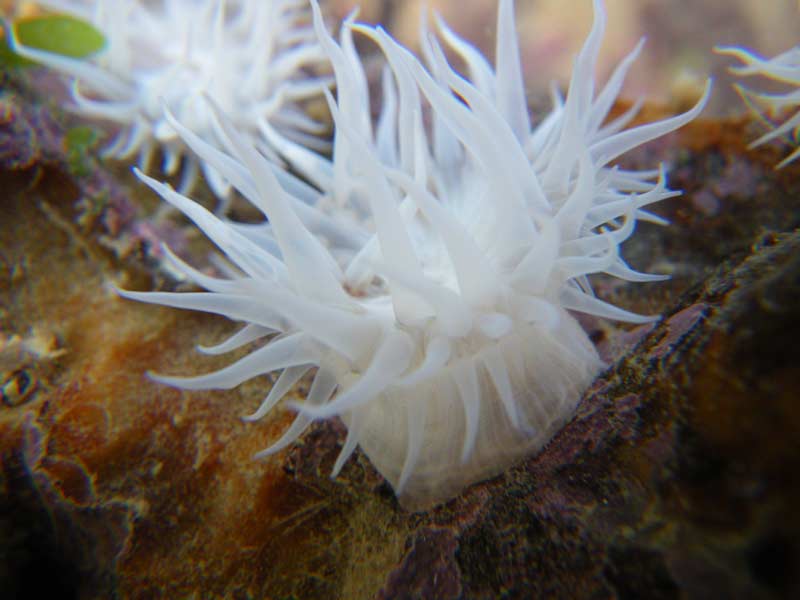 Image: A white sandalled anemone, showing column and tentacles.