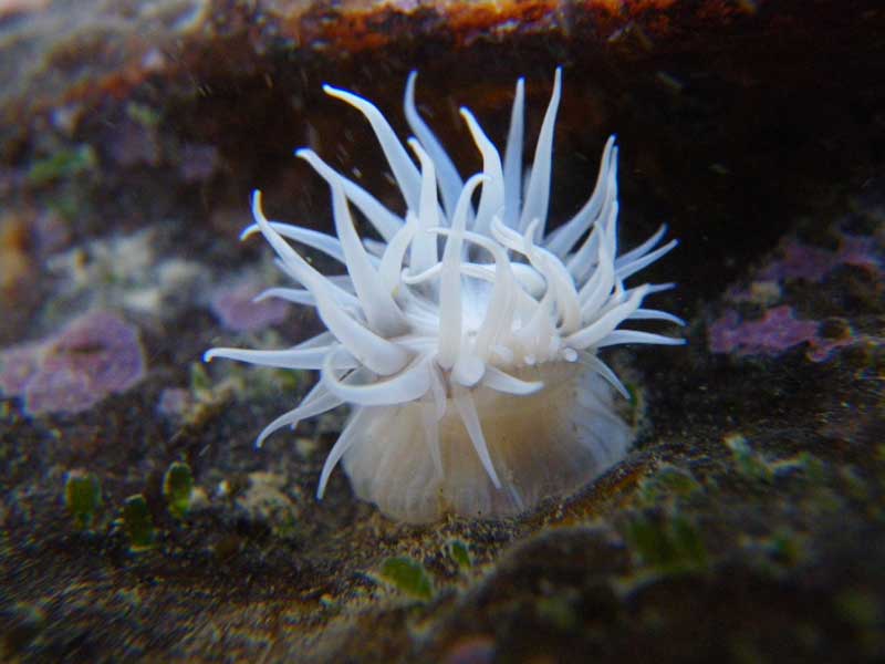 Image: A partially-retracted white sandalled anemone, showing column and tentacles.