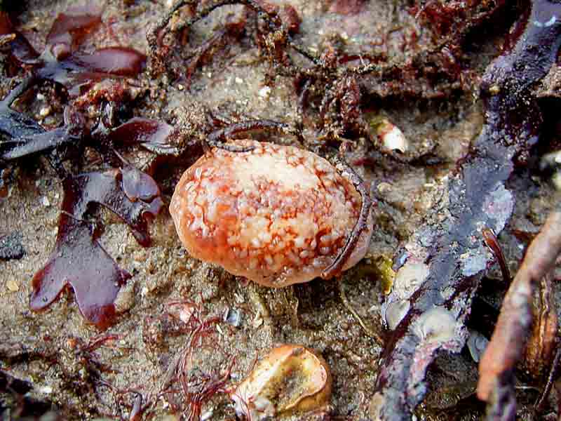 Onchidoris bilamellata in fucoid zone.