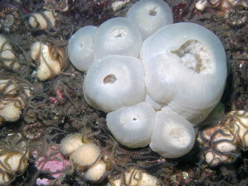 Metridium senile with tentacles retracted, surrounded by brittlestars