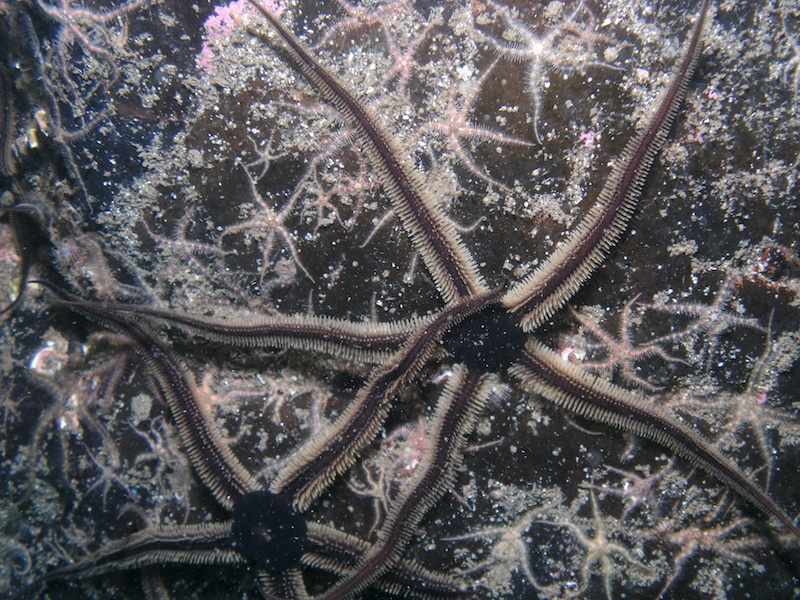 Ophiocomina nigra (black brittlestar)